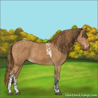 Horse Color:Bay Dun  and Chestnut Tobiano Rabicano 