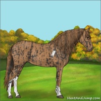 Horse Color:Black and Chestnut Tobiano Rabicano