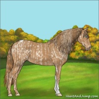 Horse Color:Smoky Creme and Chestnut Tobiano Rabicano