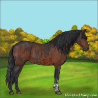 Horse Color:Black  and Brown 