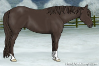 Horse Color:Liver Chestnut 