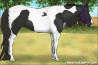 Horse Color:Liver Chestnut Tobiano 