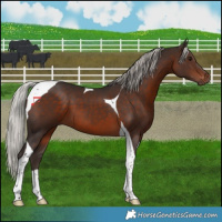 Horse Color:Silver Brown Tobiano 