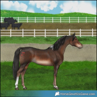 Horse Color:Liver Chestnut Tobiano 