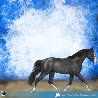 Horse Color:Black Rabicano 