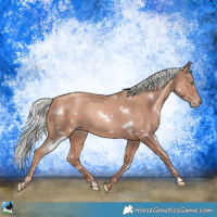 Horse Color:White Spotted Gold Champagne Mushroom Rabicano