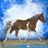 Horse Color:Chocolate Palomino Mushroom Tobiano Rabicano 