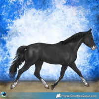 Horse Color:Black Sabino Rabicano 