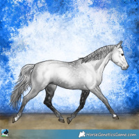 Horse Color:Gray Brown Rabicano 