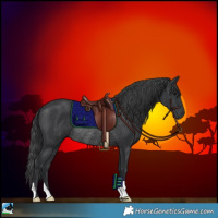 Horse Color:Black Rabicano 