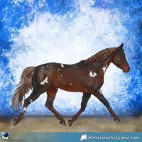 Horse Color:White Spotted Liver Chestnut Rabicano 