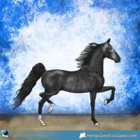 Horse Color:Gray Black Rabicano 