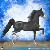 Horse Color:Black Sabino Rabicano 