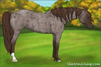 Horse Color:Liver Red Roan 