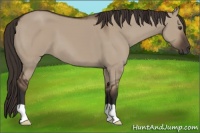 Horse Color:Liver Red Dun 