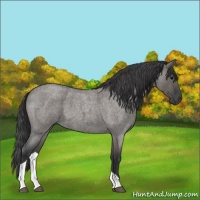 Horse Color:Grullo Roan Tobiano 