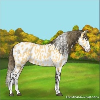 Horse Color:Buckskin Roan Splash Appaloosa 