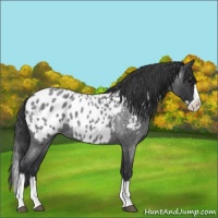 Horse Color:Blue Roan Splash Appaloosa 