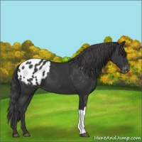 Horse Color:Black Appaloosa 