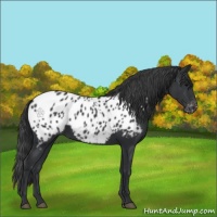 Horse Color:Black Appaloosa 