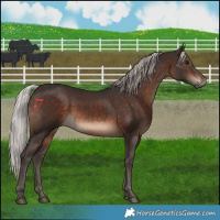 Horse Color:Silver Brown 