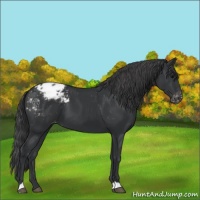Horse Color:Black Appaloosa 