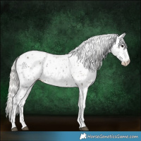Horse Color:Silver Black Appaloosa 