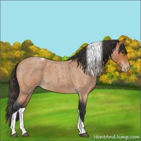 Horse Color:Bay Roan Tobiano Appaloosa 