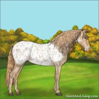 Horse Color:Red Dun Roan Appaloosa 