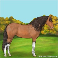 Horse Color:Bay Appaloosa 