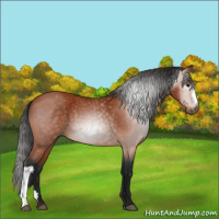 Horse Color:Gray Bay Appaloosa 