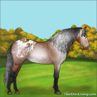 Horse Color:Gray Bay Appaloosa 