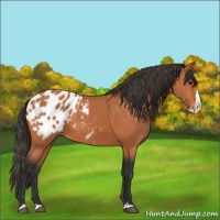 Horse Color:Bay Splash Appaloosa 