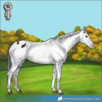Horse Color:Brown Appaloosa 