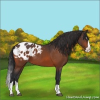 Horse Color:Bay Splash Appaloosa 