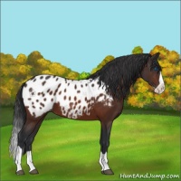 Horse Color:Brown Splash Appaloosa 