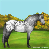 Horse Color:Gray Black Appaloosa 