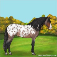 Horse Color:Bay Roan Splash Appaloosa 