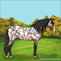 Horse Color:Bay Roan Splash Appaloosa 