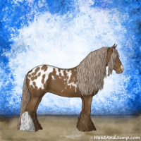 Horse Color:Chocolate Palomino Appaloosa 
