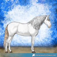 Horse Color:Chestnut Appaloosa 