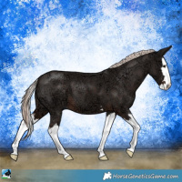 Horse Color:Liver Chestnut Ice Mushroom Splash 