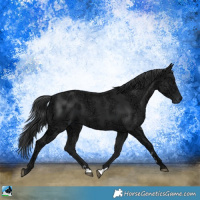 Horse Color:Black Ice 