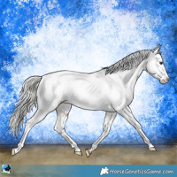 Horse Color:White Spotted Liver Red Roan Mushroom Appaloosa