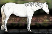 Horse Color:Buckskin Dun Appaloosa 