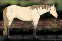 Horse Color:Buckskin Dun Appaloosa 