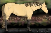 Horse Color:Buckskin Appaloosa 