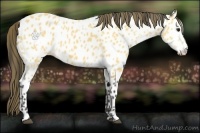 Horse Color:Buckskin Appaloosa 