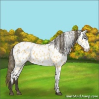 Horse Color:Buckskin Appaloosa 