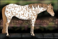 Horse Color:Chestnut Appaloosa 